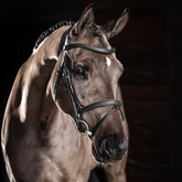 Brown horse wearing a bridle against a dark background