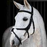 White horse wearing a black bridle against a dark background