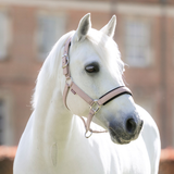 A close-up of a white horse wearing a light pink leather halter with silver buckles, set against a softly blurred brick building background.