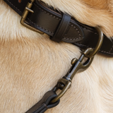 Close-up of a dog wearing a dark brown leather collar with antique bronze hardware and a matching leash attached, set against light tan fur.