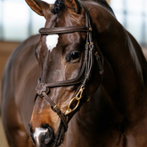 Close-up of a brown horse wearing a bridle with a blurred background