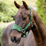 Brown horse wearing a green halter with a blurred green background