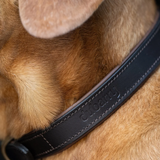 A close-up shot of a dog wearing a brown leather collar with the brand name 'dubarry' embossed on the strap.