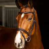 Brown horse with a bridle against a dark background