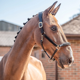 Brown horse wearing a halter with a blurred background