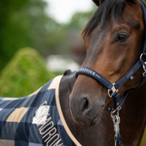 Horse head wearing blue halter