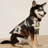 Dog wearing a patterned coat on a beige background