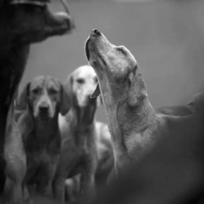 'Awaiting His Masters Voice' Greeting Card By Charles Sainsbury-Plaice