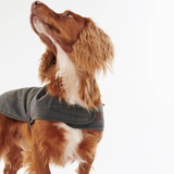 Dog wears a green coat against a white background