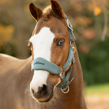 LeMieux AW26 Breakaway Vogue Headcollar & Leadrope Variant Colour Aloe.
A close-up of a brown horse with a white blaze wearing a sage green and black LeMieux halter against a blurred outdoor background.