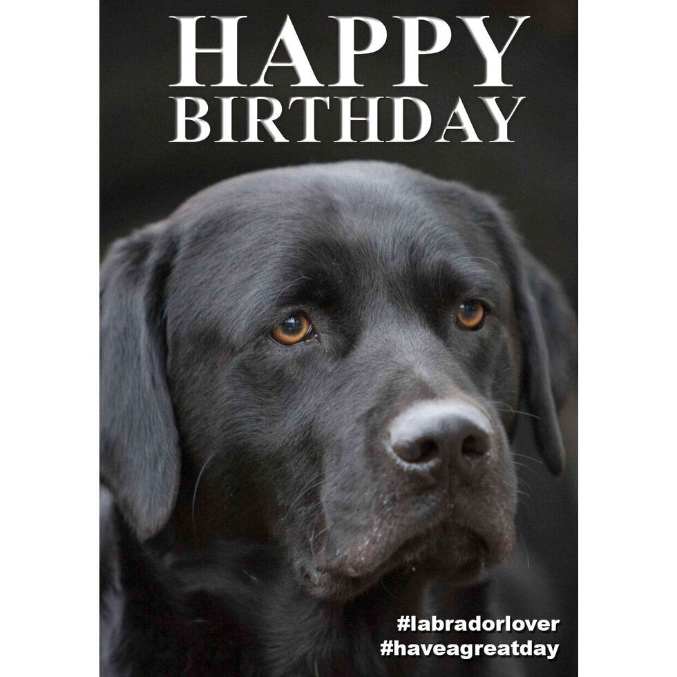 Charles Sainsbury-Plaice Black Labradors Happy Birthday Card