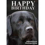 Charles Sainsbury-Plaice Black Labradors Happy Birthday Card