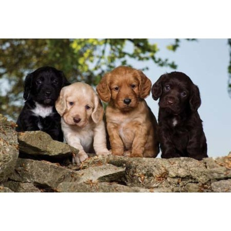 Charles Sainsbury-Plaice Cocker Spaniel Puppies Greetings Card
