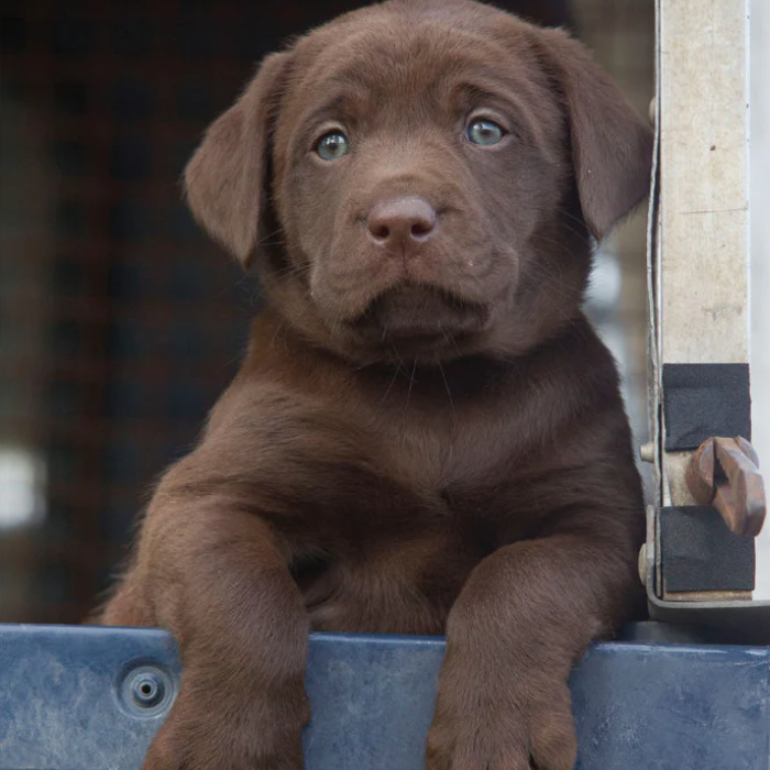 'Chocolate Labrador Puppy In Land Rover' Greeting Card by Charles Sainsbury-Plaice