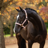 LeMieux AW26 Essence Headcollar Variant Colour Wild Rose.
A black horse wearing a light pink leather halter with gold-tone hardware, standing outdoors in front of a blurred background of autumn trees.
