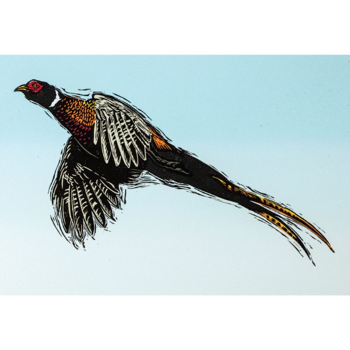 Pheasant flying on white background