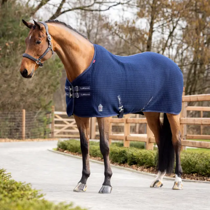 Horse wearing a blue blanket standing on a path with trees in the background
