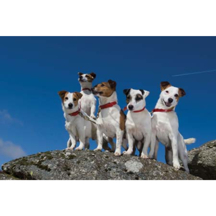 'Jack Russells' Greeting Card by Charles Sainsbury-Plaice