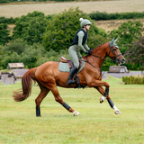 Person riding a chestnut horse in an open field with greenery