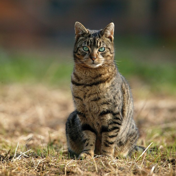 'Percy The Farm Cat' Greeting Card by Charles Sainsbury-Plaice