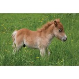 'Shetland Pony' By Charles Sainsbury-Plaice