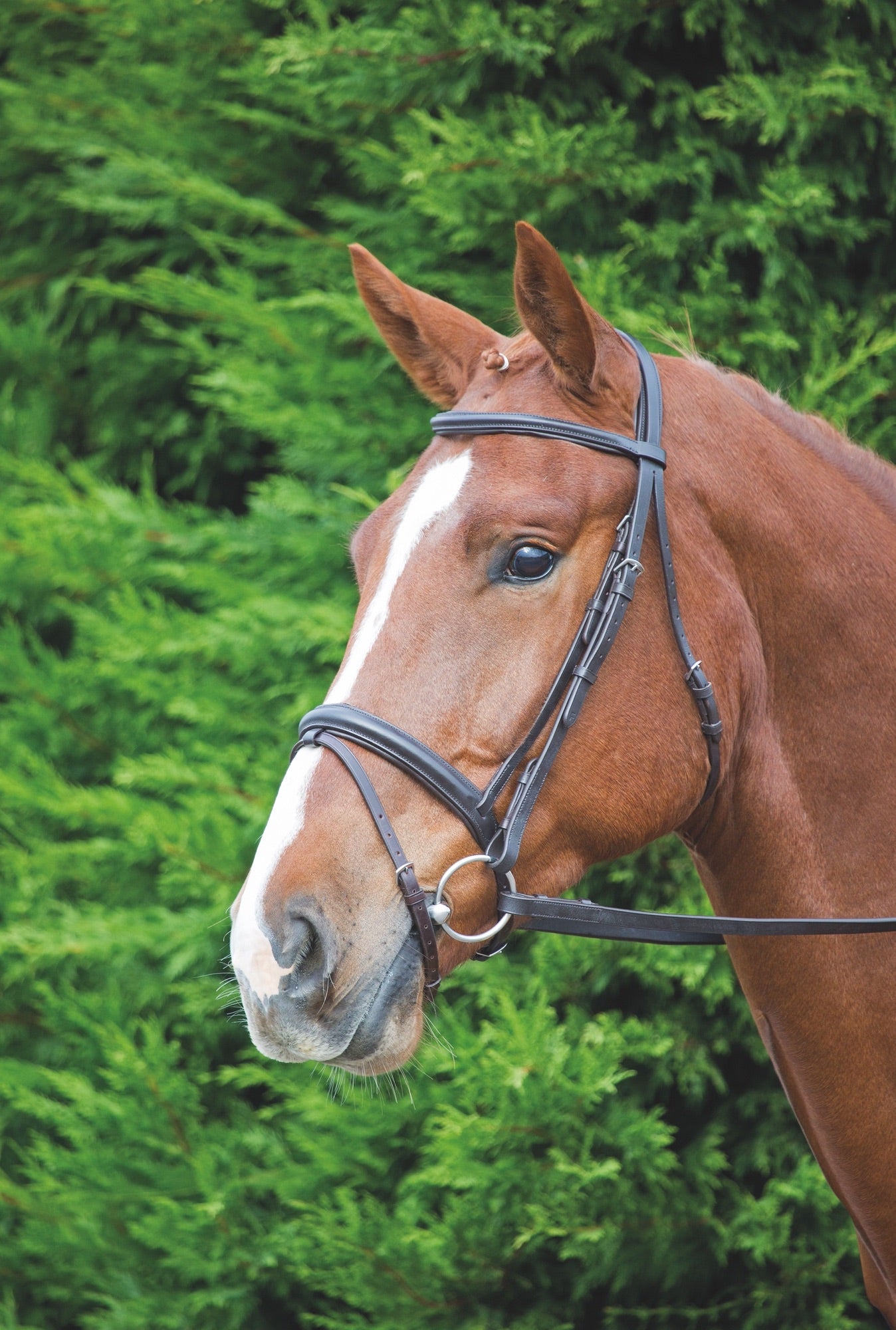 Shires Velociti GARA Comfort Fit Bridle