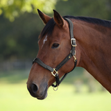 Brown horse wearing a leather headcollar in a grassy field