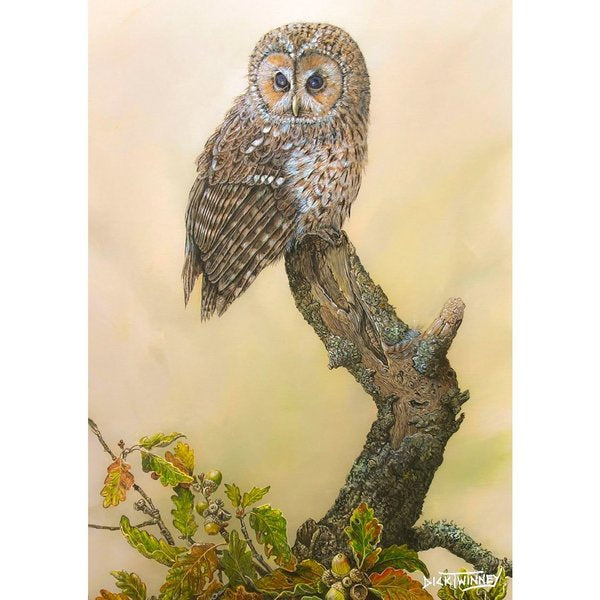 'Tawny Owl & Autumn Oak' Greetings Card By Dick Twinney