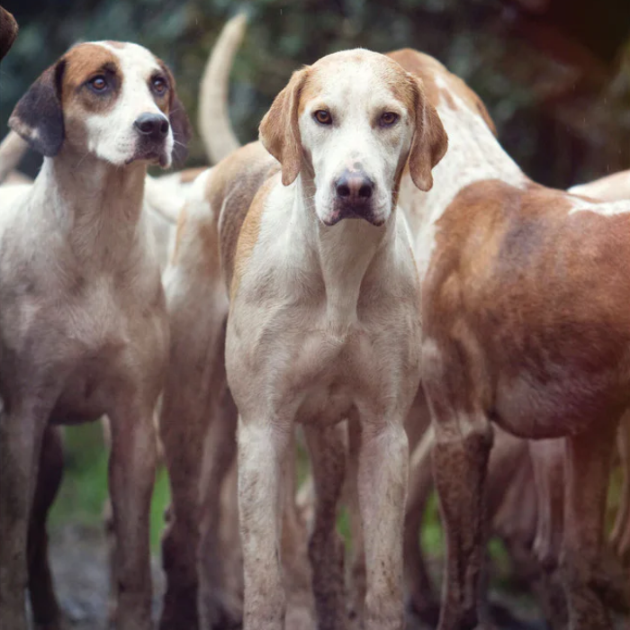'The Foxhound' Greeting Card by Charles Sainsbury-Plaice