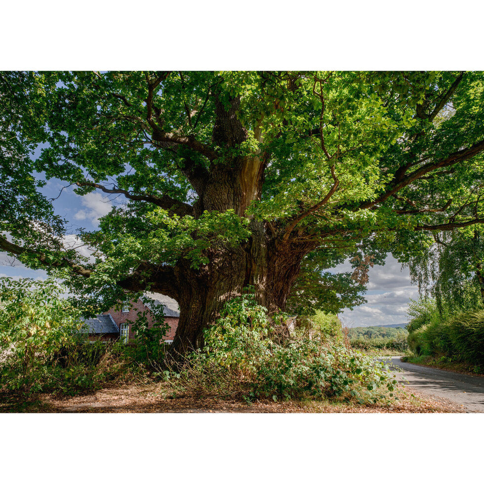 'The Great Oak Eardisley' Greeting Cards By Charles Sainsbury-Plaice