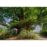 'The Great Oak Eardisley' Greeting Cards By Charles Sainsbury-Plaice