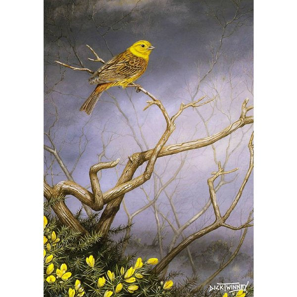 'Yellow Hammer & Gorse' Greetings Card By Dick Twinney