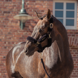 Brown horse with a bridle standing in front of a brick building.