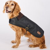 Dog wearing a black coat with brown collar and patches on a white background