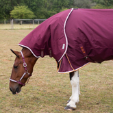 Horse wearing a burgundy rug in an outdoor setting