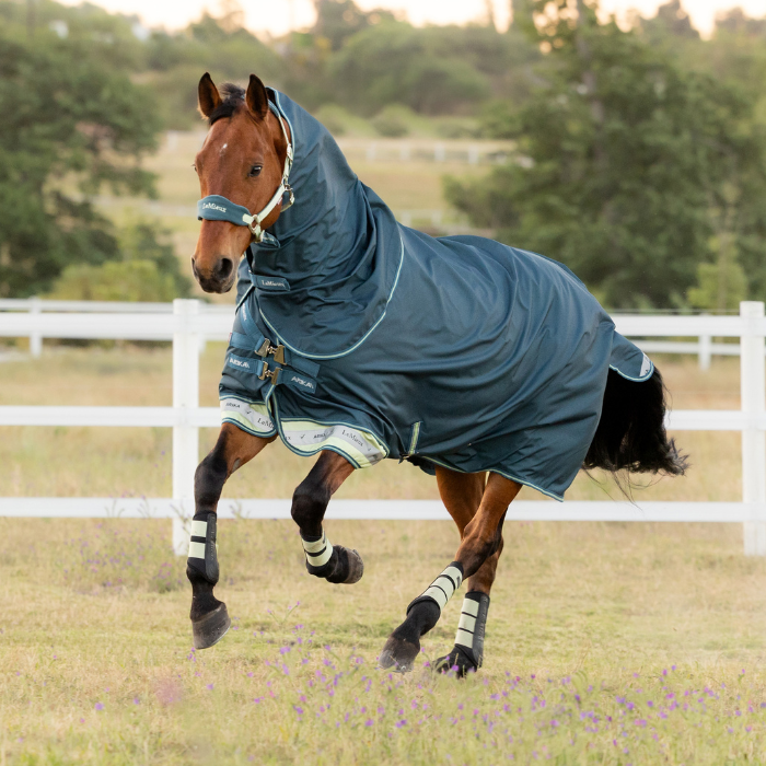 Horse gallops in field wearing a blue rug
