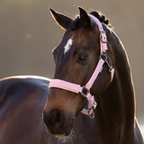 Horse wearing a pink headcollar with a blurred background