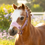 Small pony wears a pink headcollar with LeMieux branding in an outdoor setting