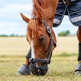 Horse wearing a muzzle and protective leg wraps in a field