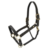 Horse headcollar in black leather on a white background