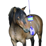 Horse licks a purple hanging stable toy on a white background