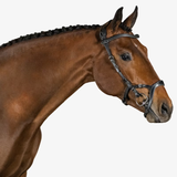 Brown horse wearing a bridle on a white background