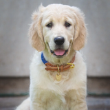 Golden Retriever dog with a brown leather and blue rope collar against a grey background