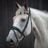 Grey horse wearing a black bridle against a dark background
