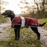 Dog wearing a red raincoat with 'REINCOAT' branding outdoors on a path.