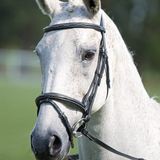 Close-up of a white horse wearing a bridle with a blurred green background
