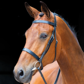 Brown horse wearing a black bridle against a black background
