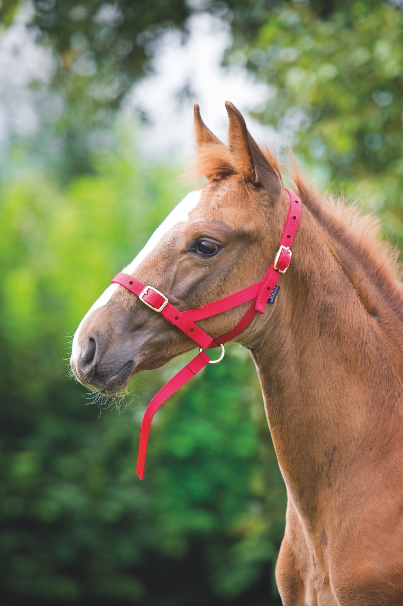 Shires ARMA Foal Slip