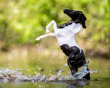 Breyer Black Pinto Mustang