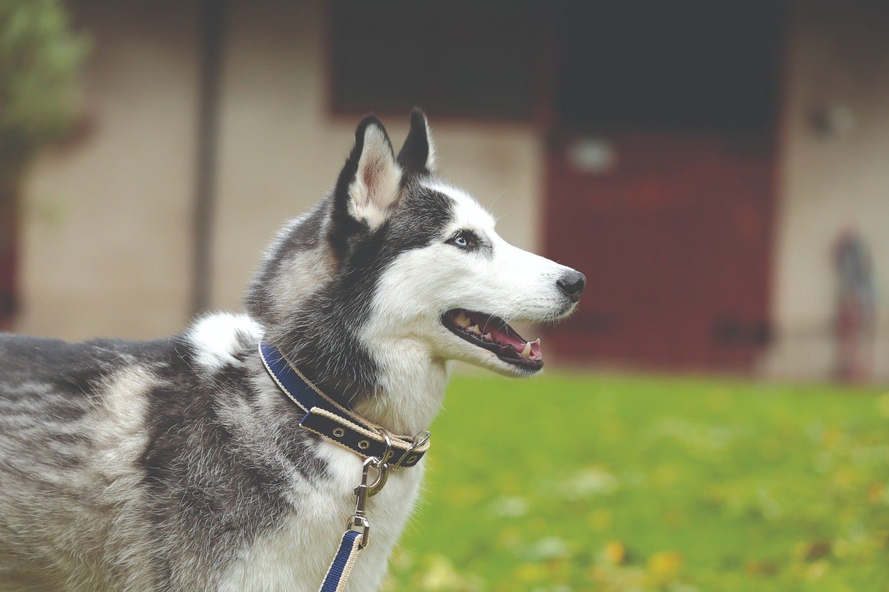 Horseware Amigo Dog Collar